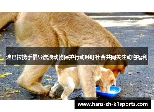 迪巴拉携手倡导流浪动物保护行动呼吁社会共同关注动物福利